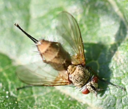 Solieria sp.